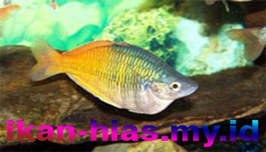 Jenis Ikan Hias Air Tawar Aquarium ikan warna pelangi rainbows
