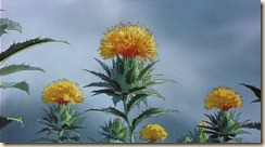 Only Yesterday safflowers