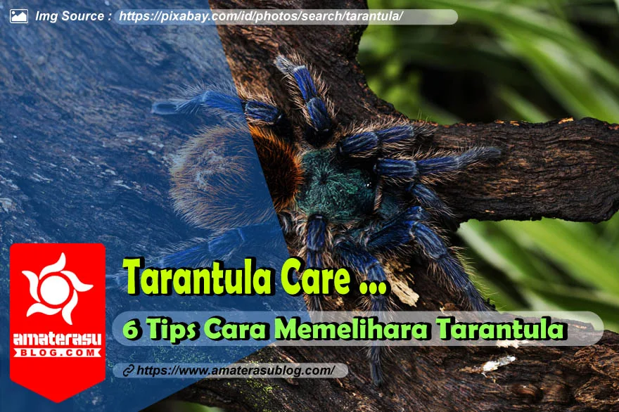 6-tips-cara-memelihara-tarantula-bagi-pemula
