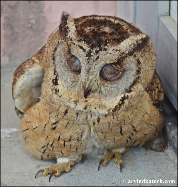 Indian Scops Owl with Closed eyes