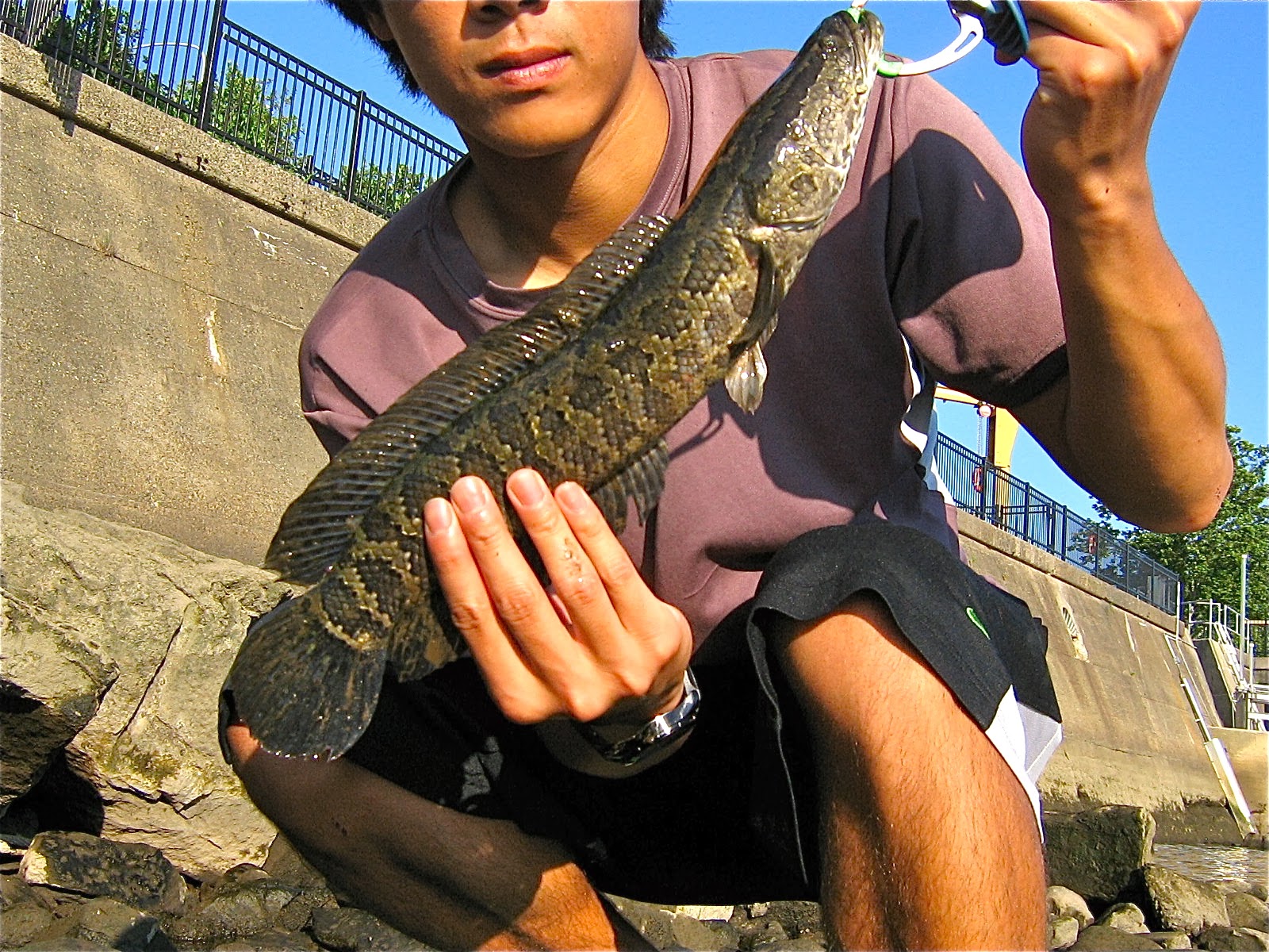 Leesylvania State Park - Aquatic Monsters: Snakehead Fishing on Canoes Join  us as we paddle up Powell's Creek, get to learn about the invasive Northern  Snakehead fish and learn some of the