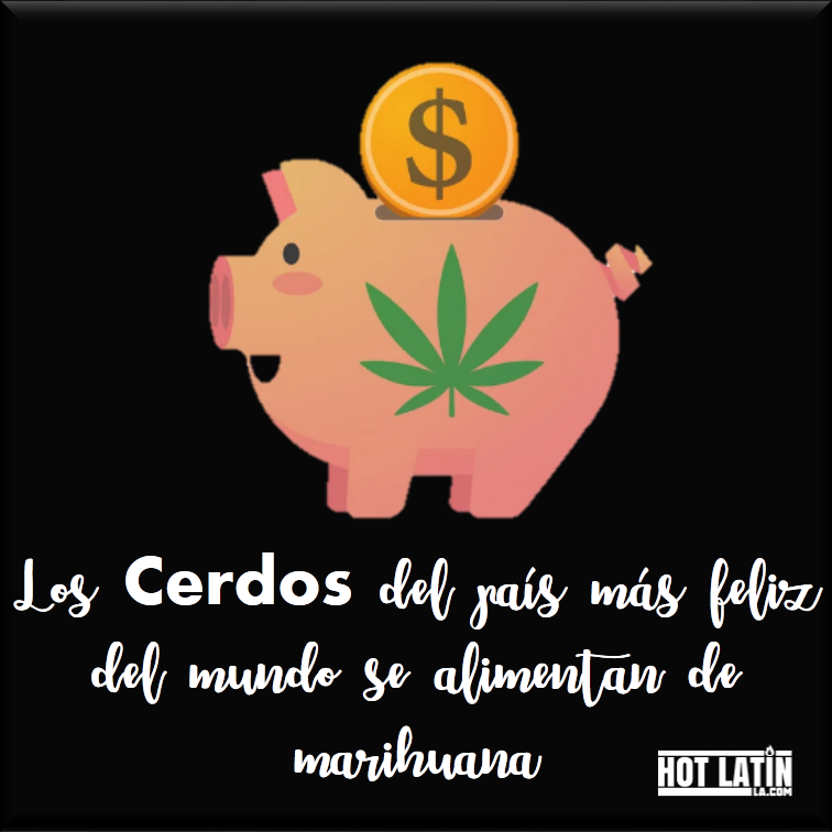 #Curioso: a los cerdos del país más feliz del mundo los alimentan con marihuana