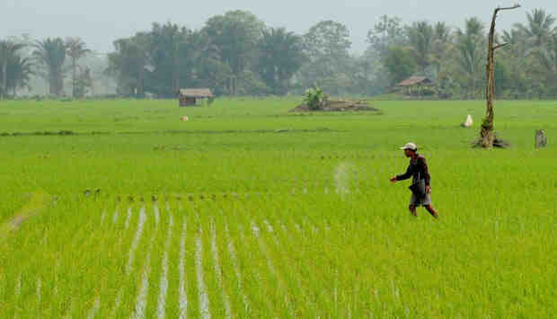 Komunitas Peduli Tani PERMASALAHAN PERTANIAN DI DESA Komunitas Peduli Tani PERMASALAHAN PERTANIAN DI DESA