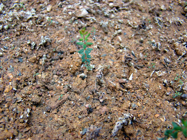 Brezo de las minas (Erica andevalensis Cabezudo & J.Rivera).