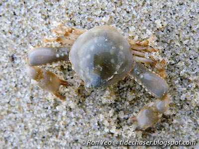 Pebble Crab (Family Leucosiidae)