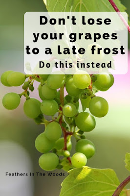 Grape vines protected from frost