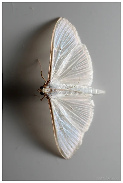 Palpita vitrealis