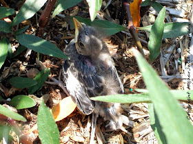 Baby Mockingbird Hiding in Mexican Petunia