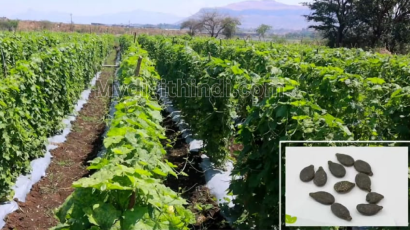 तोरई की खेती | कैसे करें तोरई की खेती | Cultivation of Zucchini | How to do ridge gourd cultivation