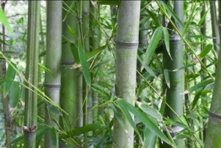 CYBERSHARE Filosofi Bambu  Dan Segala Kebaikanya