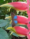 (Fotos) Mariposas y Polillas de Costa Rica
