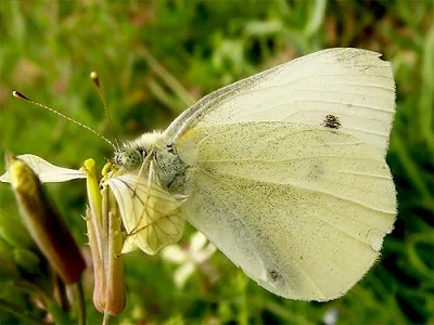 Borboleta.org