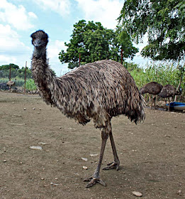 Emu the bird