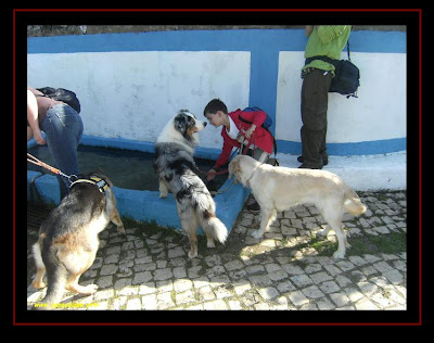 pastor australiano e golden retriever na cãominhada