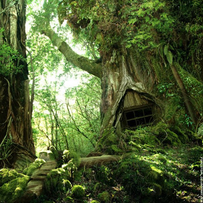 Beautiful Tree Houses ever built