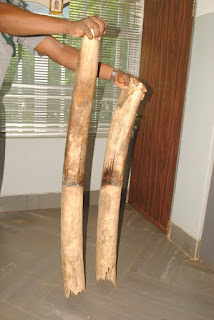 Photos: Nigeria Customs seizes two pieces of elephant tusks at Lolo Border Area in Kebbi State