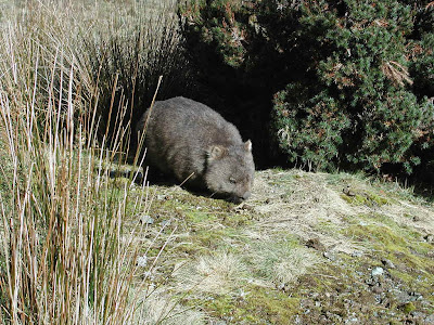 Wombat