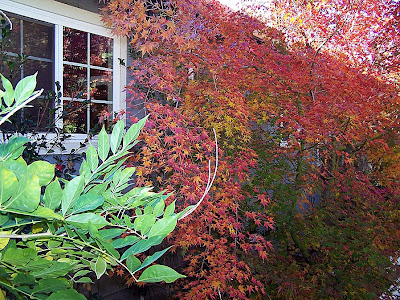 I love my Japanese maple tree