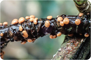 Coral spot Fungus, Nectria cinnabarina.