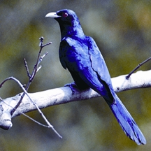 Bangladeshi Bird(Cuckoo)