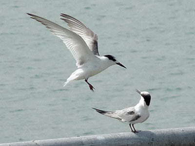 Little terns (Sternula albifrons)