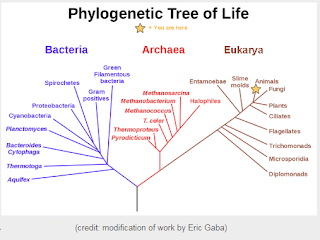 Árvore Filogenética de Carl Woese Textos de Biologia