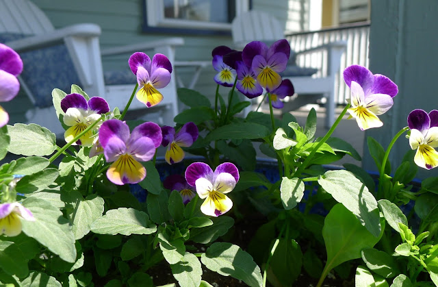 Heirloom Viola, Johnny- Jump Up