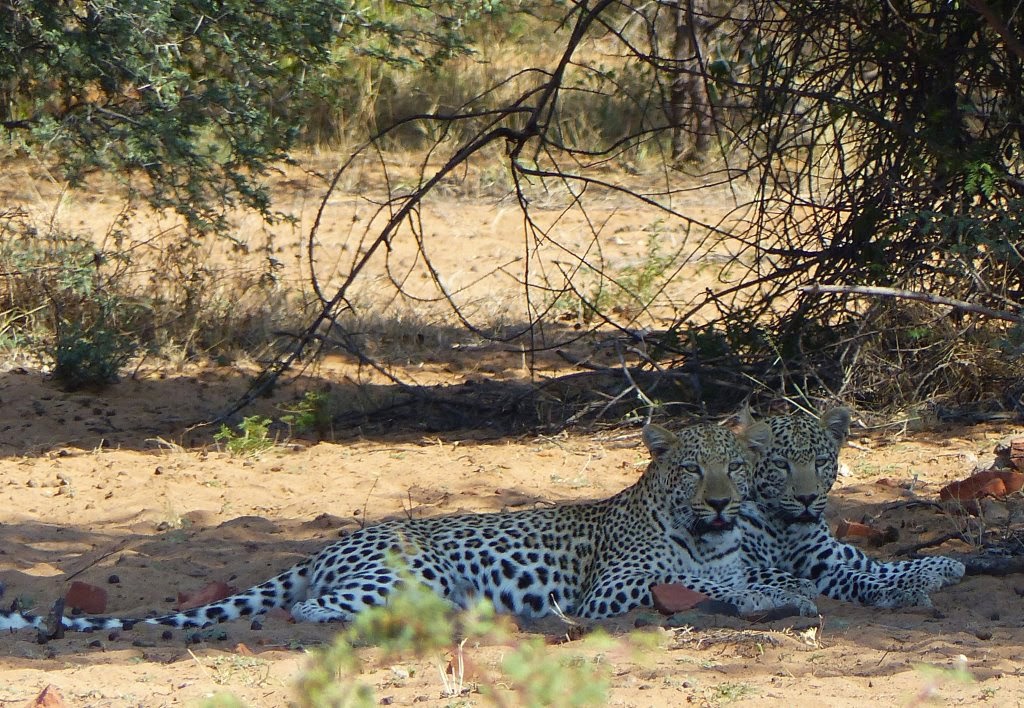 Wabi Lodge Waterberg Namibia - info@namibeb.com