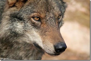 lobo-iberico_0
