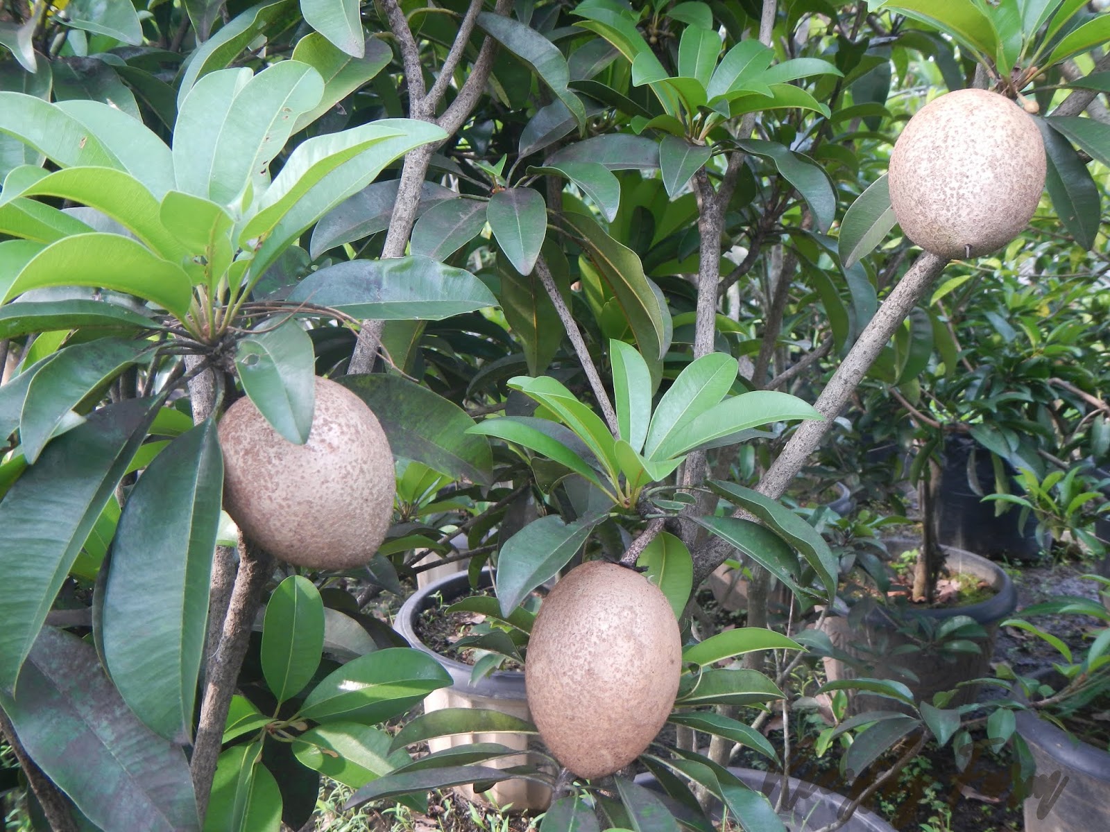 SUPPLIER BIBIT POHON  BUAH KAYU DAN PERINDANG