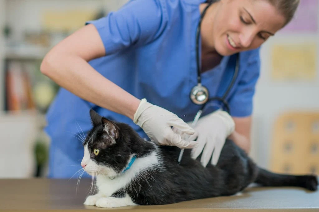 Why Vaccinating Your Cat is Important