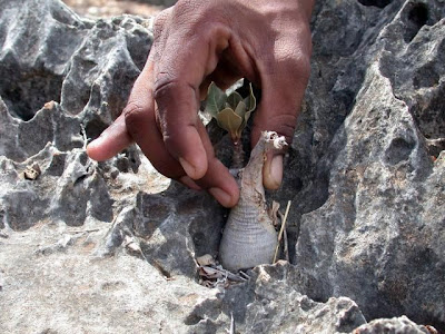 pulau socotra, yaman