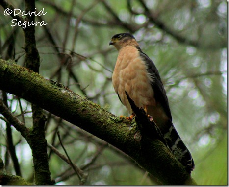 Accipiter bicolor (3)