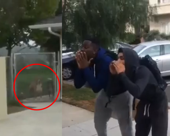 These Guys Tried to Bully a Pit Bull. What Happened Next Drove Their Spirits Away!