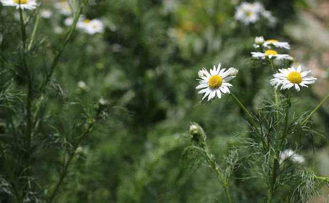 Mayweed Flowers Pictures