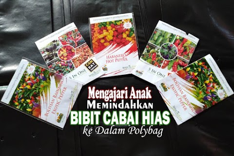 Mengajari Anak Memindahkan Bibit Cabai Hias ke Dalam Polybag