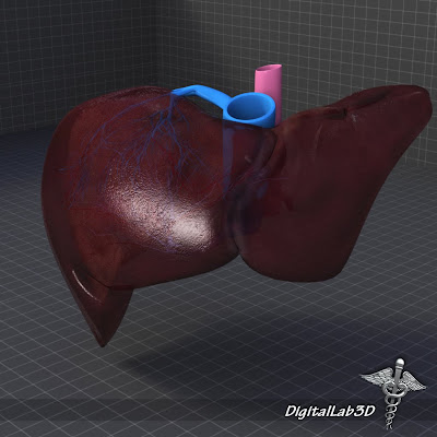 human anatomy liver. 3d Human Liver Anatomy