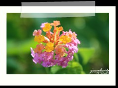 multi-colored flower at Anda Global Beach Resort