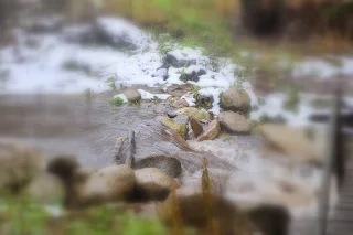 American Dipper on Robie Creek