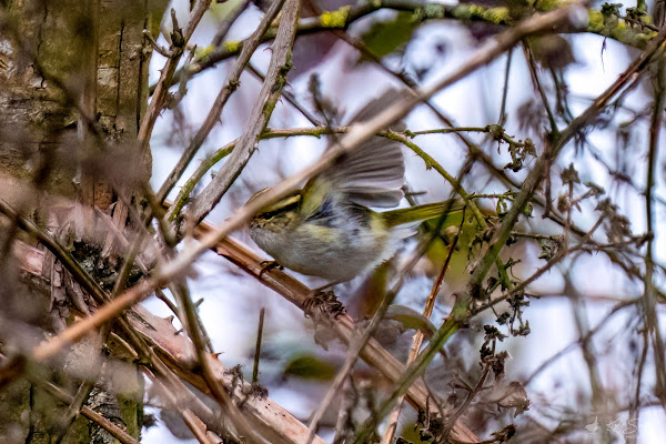 Pallas's warbler