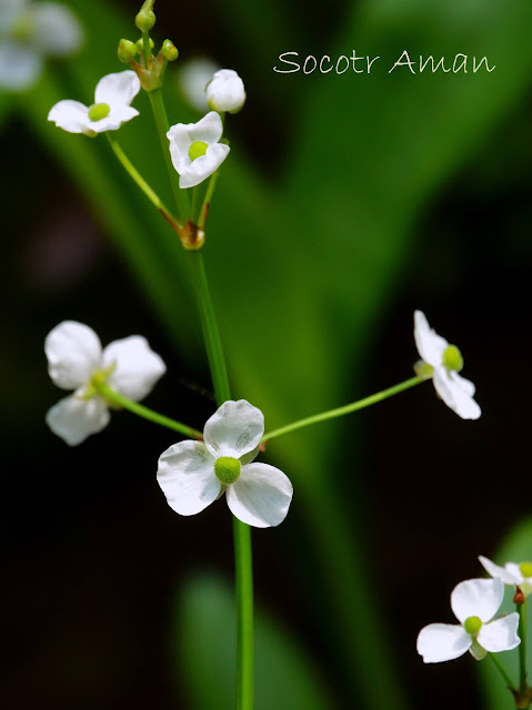 Alisma canaliculatum