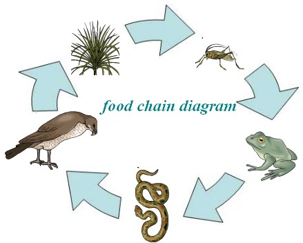 food web worksheet. dresses ocean food chain