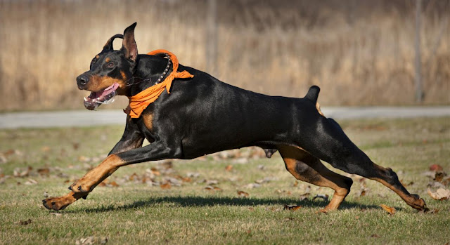 doberman-pinscher-cho-nghiep-vu-2