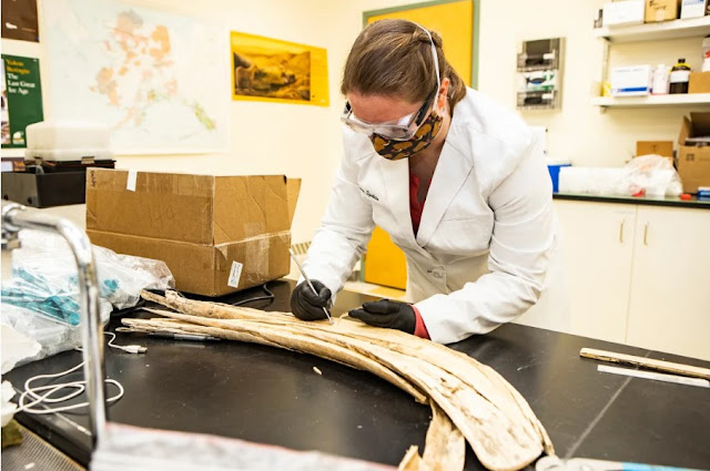 Η Κάρεν Σπαλέτα, μία από τις συν-συγγραφείς της νέας μελέτης, παίρνει δείγμα από έναν χαυλιόδοντα μαμούθ που βρέθηκε στον αρχαιολογικό χώρο Swan Point της Αλάσκας. [Credit: JR Ancheta]