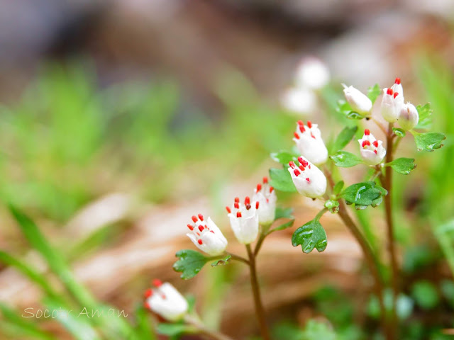 Chrysosplenium album