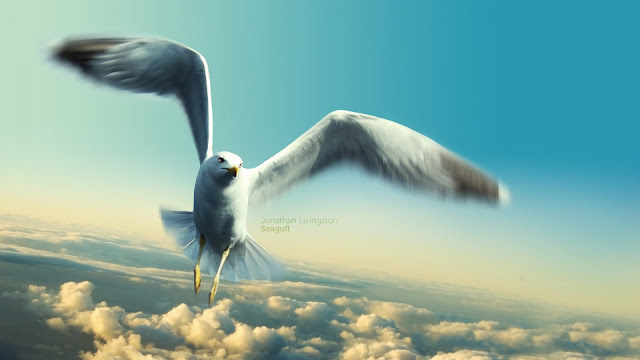 Jonathan Livingston Seagull HD Wallpaper