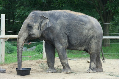 Eating Asian Elephants Image at Zoo