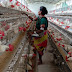 वनांचल क्षेत्र की महिला समूह नेे पोल्ट्री फार्मिंग में पाई सफलता,12 लाख से अधिक अंडों की बिक्री की