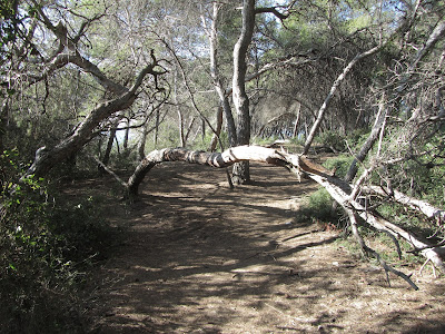 GR-92, Torredembarra a Tarragona, camí al Bosc de la Marquesa