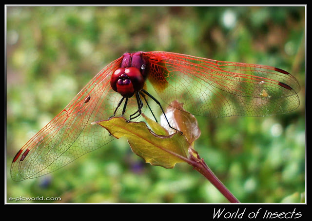 dragonfly picture